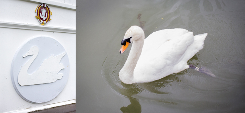 Swan at Streatley on Thames wedding photographer